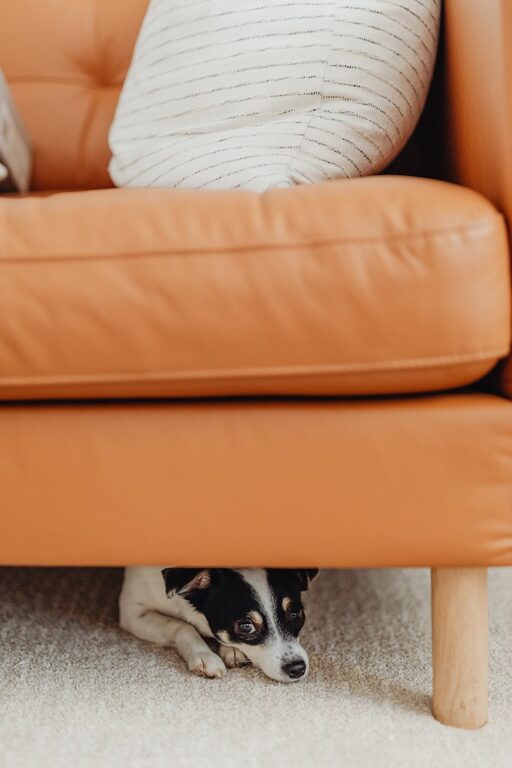 How to Set Up a Cozy and Pet-Friendly Home Corner
